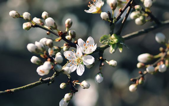 fruehjahr-cpixabay-1